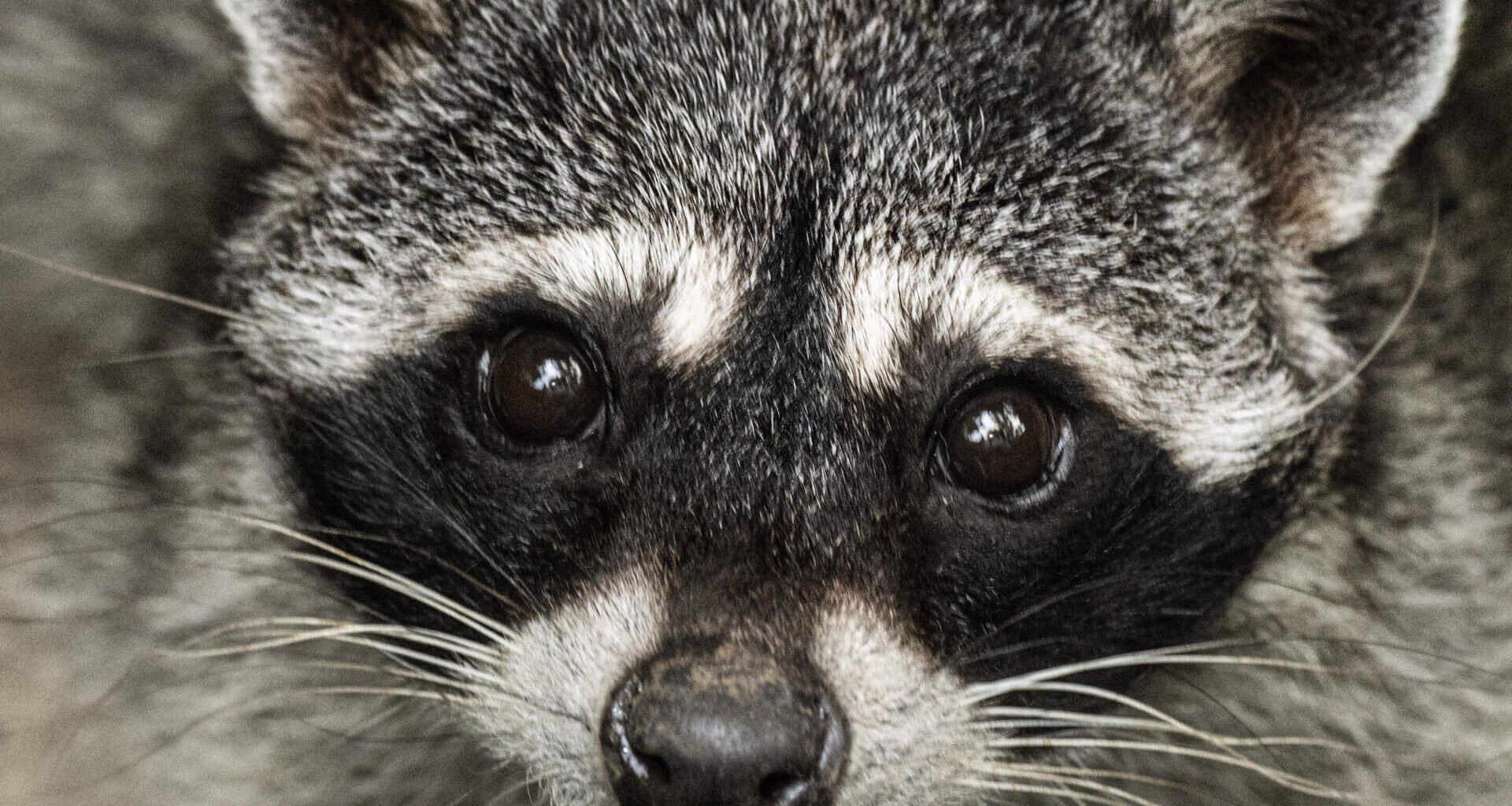 A raccoon is seen at the Simon Bolivar National Zoological Park and Botanical Garden in San Jose, Costa Rica, on April 22, 2024. (Photo by Ezequiel Becerra/AFP via Getty Images)