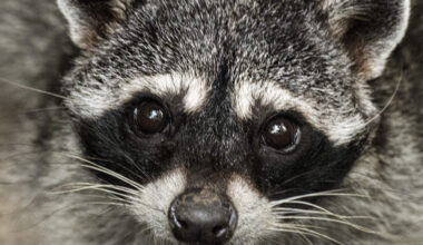 A raccoon is seen at the Simon Bolivar National Zoological Park and Botanical Garden in San Jose, Costa Rica, on April 22, 2024. (Photo by Ezequiel Becerra/AFP via Getty Images)