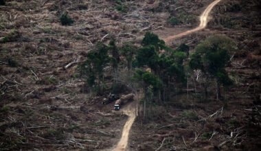 Trucks carry wood from a deforested area of the Amazon rainforest on Nov. 12 near Belem, Brazil. Credit: Mauro Pimentel/AFP via Getty Images