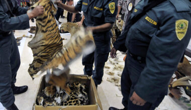 As Countries Take Steps to Protect Wildlife in Legal Trade, Animal and Plant Trafficking Rages On
