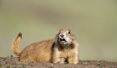 Can this brave prairie dog save his pups from being devoured by a deadly bull snake? Watch the brutal and heart-wrenching BBC footage to find out...