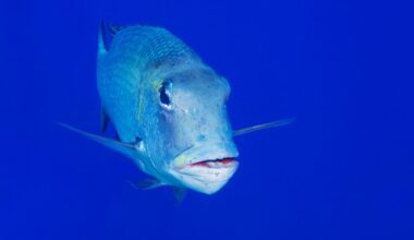 Single large tropical trevally fish underwater in Hawaii with blue sea in background.