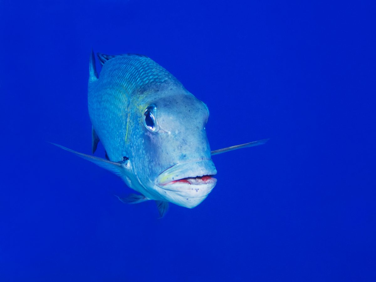 Single large tropical trevally fish underwater in Hawaii with blue sea in background.