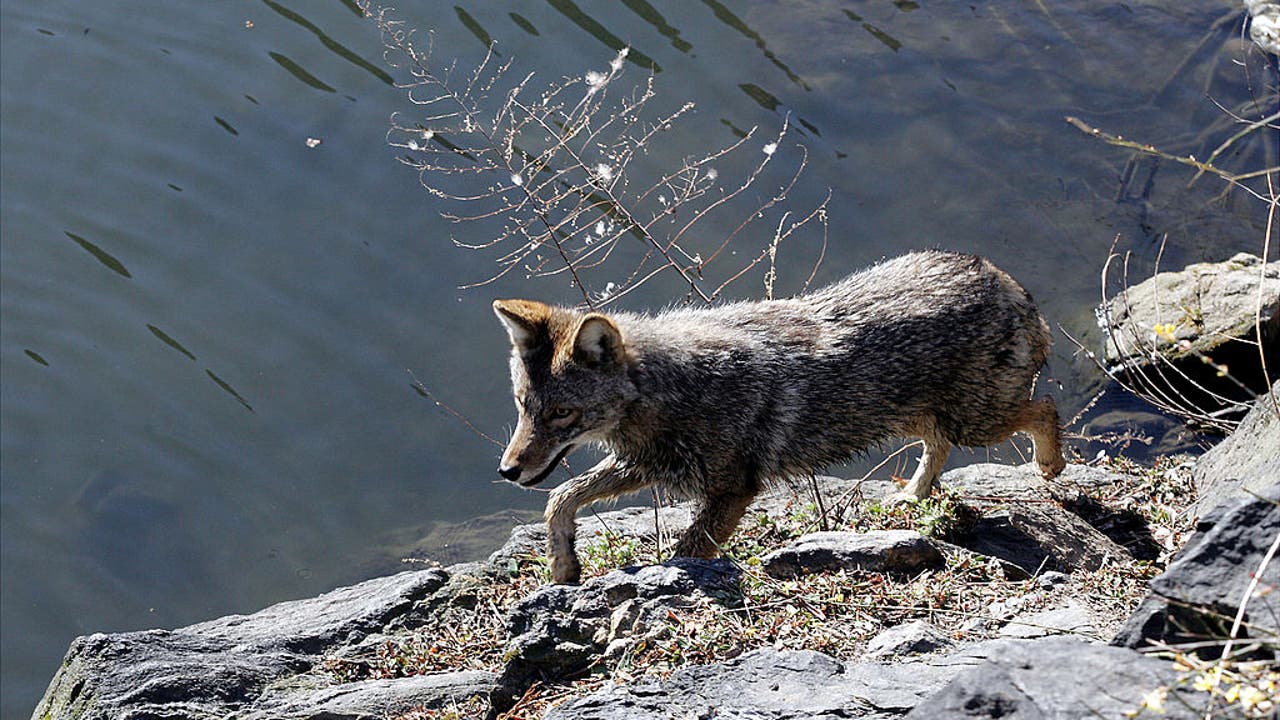 Coyote spotted in Central Park