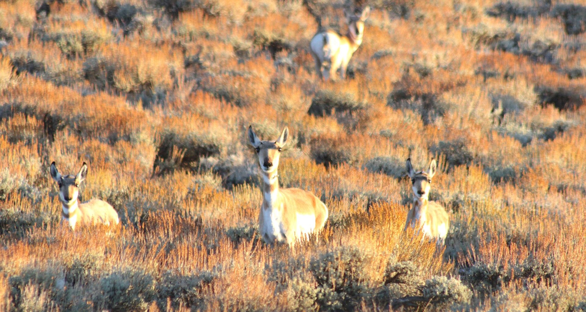 Gordon pares back Wyoming’s first pronghorn migration, overriding Game and Fish commissioners