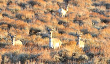 Gordon pares back Wyoming’s first pronghorn migration, overriding Game and Fish commissioners