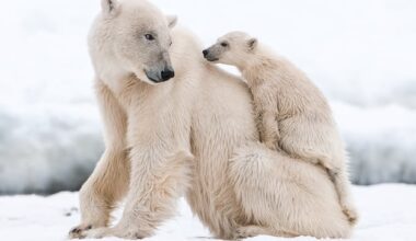 Rare sight of polar bear adoption caught on camera – Deseret News