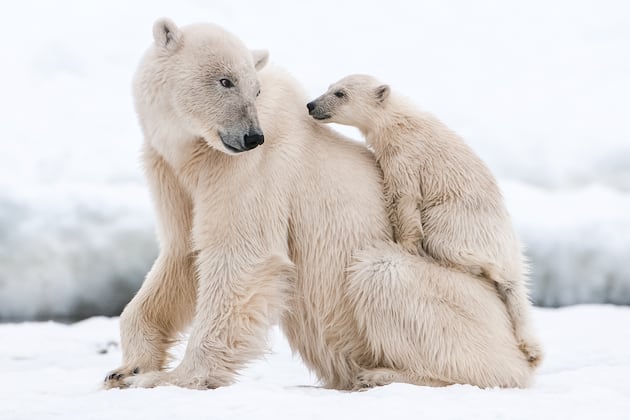 Rare sight of polar bear adoption caught on camera – Deseret News