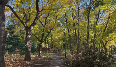 A view of Forest Park in Queens, New York City. The Natural Areas Conservancy will partner with the Forest Park Trust to enhance the area. Credit: Lauren Dalban/Inside Climate News