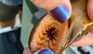 Close-up of a person holding a lamprey, showing its circular mouth lined with sharp, concentric teeth.