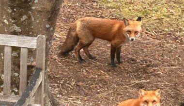 Today* in Hawks*** around Town – TWO Foxes Chilling