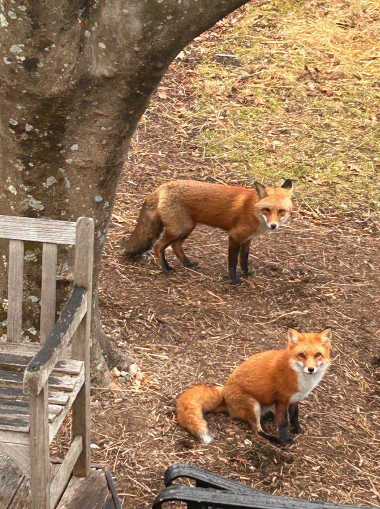 Today* in Hawks*** around Town – TWO Foxes Chilling
