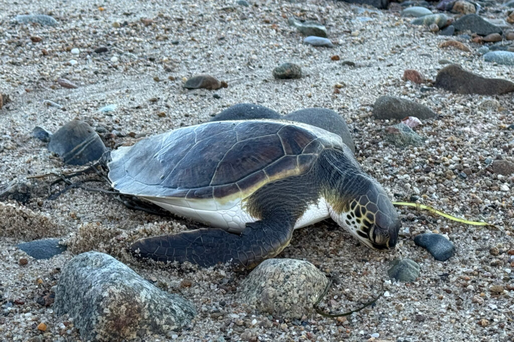 Every year, from November into early January, hundreds of juvenile sea turtles strand on Cape Cod beaches during one of the world’s biggest annual cold-stunning events. Credit: Mass Audubon