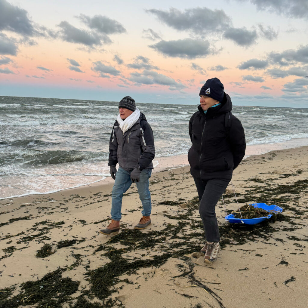 More than 200 volunteers patrol beaches in Cape Cod, day and night, to search for cold-stunned sea turtles that wash ashore. Credit: Mass Audubon
