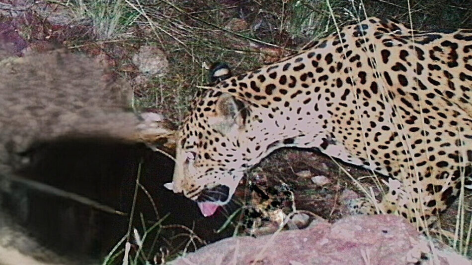 New AZ jaguar sighting marks progress for endangered cats