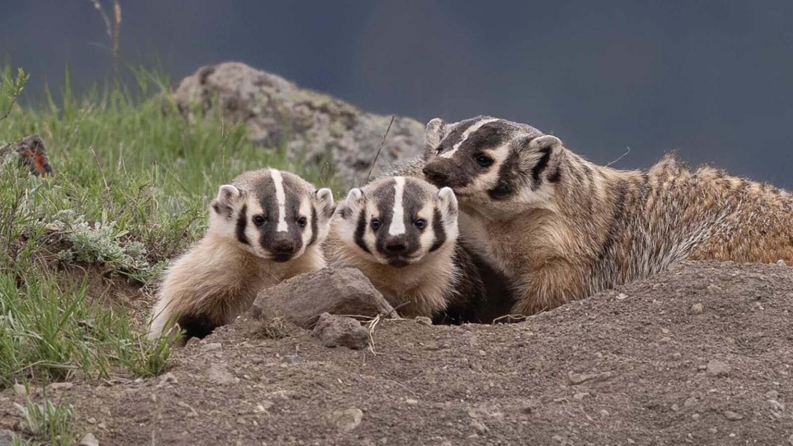 Juli Cook of Cody grew up in the shadow of Yellowstone National Park watching its famous wildlife. Now an emerging photographer, her debut book marries her breathtaking wildlife images and the stories behind the photos.