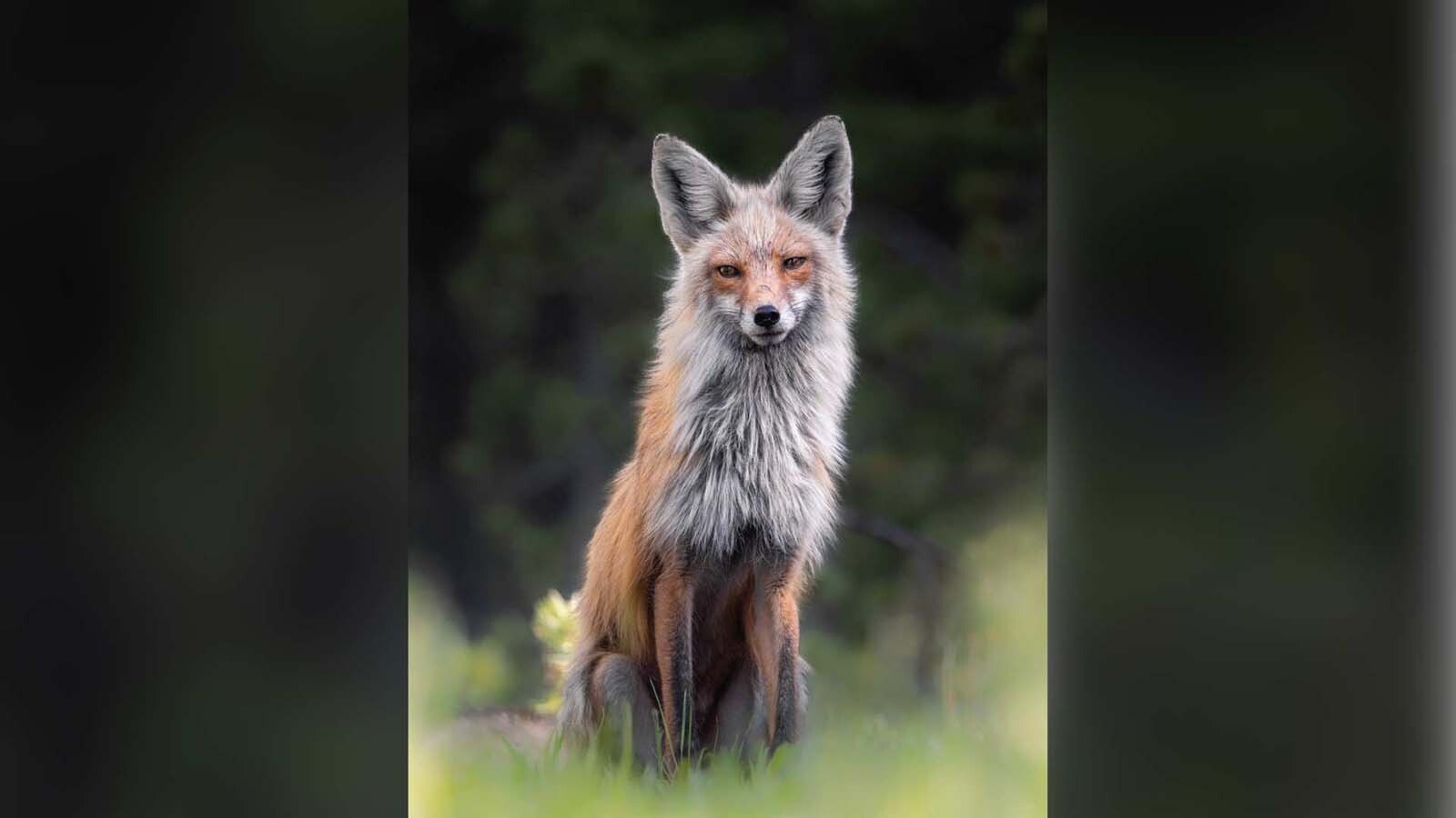 Juli Cook of Cody grew up in the shadow of Yellowstone National Park watching its famous wildlife. Now an emerging photographer, her debut book marries her breathtaking wildlife images and the stories behind the photos.