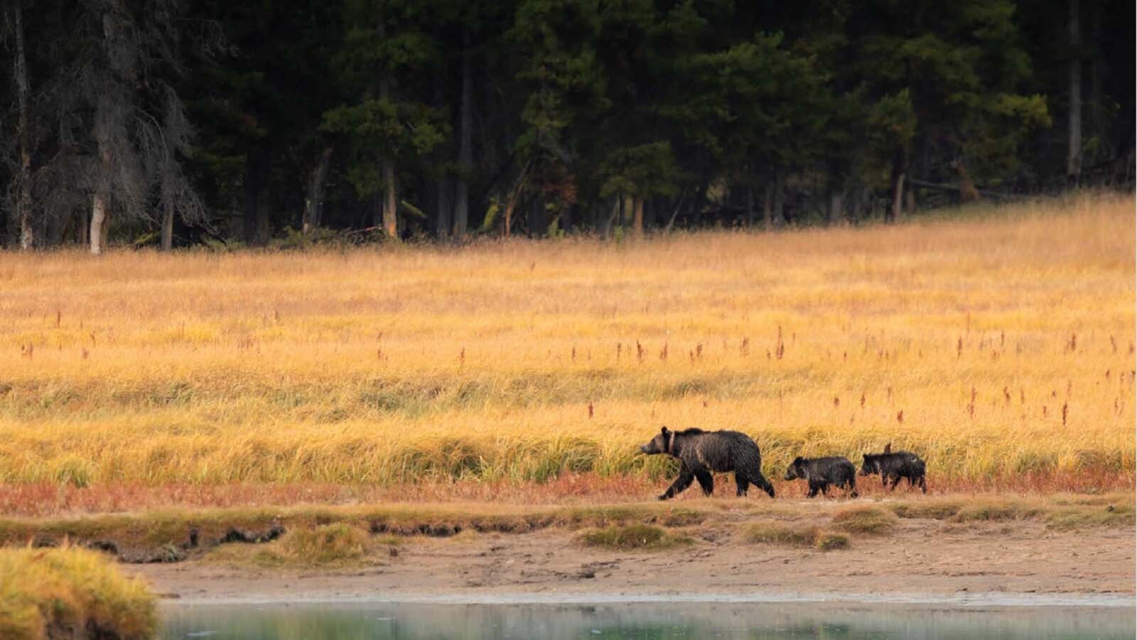 Juli Cook of Cody grew up in the shadow of Yellowstone National Park watching its famous wildlife. Now an emerging photographer, her debut book marries her breathtaking wildlife images and the stories behind the photos.