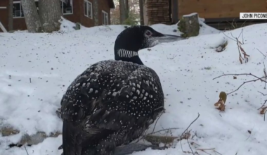 Trapped loon rescued on East Pond in Oakland Sunday
