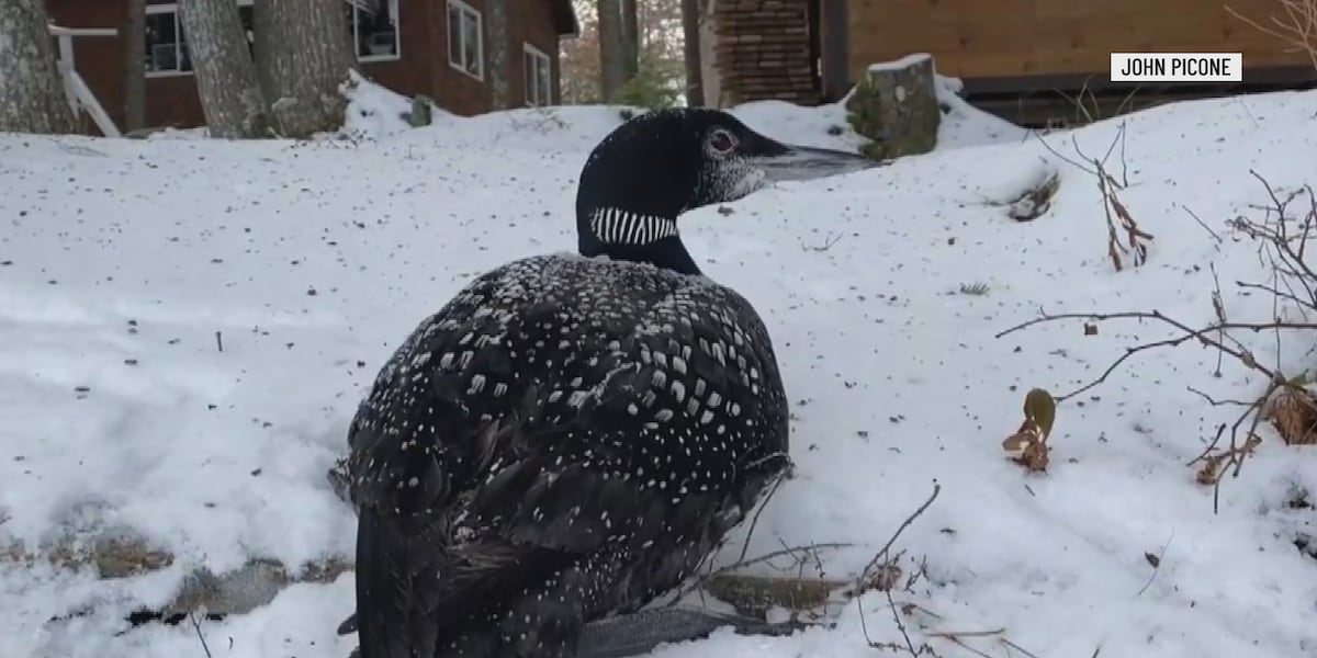 Trapped loon rescued on East Pond in Oakland Sunday