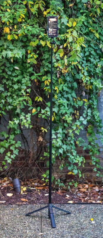 A smartphone mounted on a tall black tripod stands on a gravel surface in front of a wall covered with thick green ivy and leafy vines.