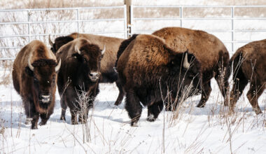 Kane County Connects