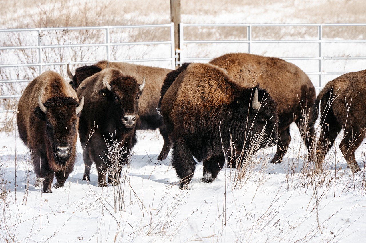Kane County Connects