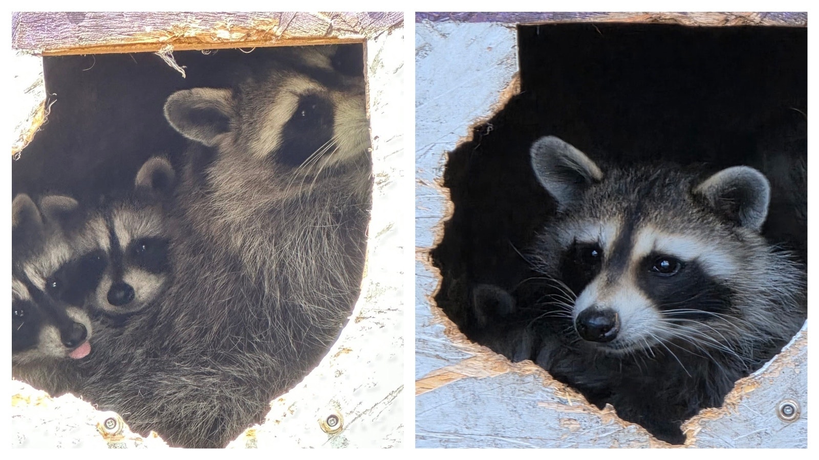 Kamra is a mama racoon that got into trouble when she trashed someone’s vehicle in Cheyenne. She was reunited with her four offspring at the Broken Bandit animal rescue east of Cheyenne.