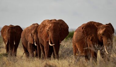 Protests in Kenya as elephants kill four people in just one week