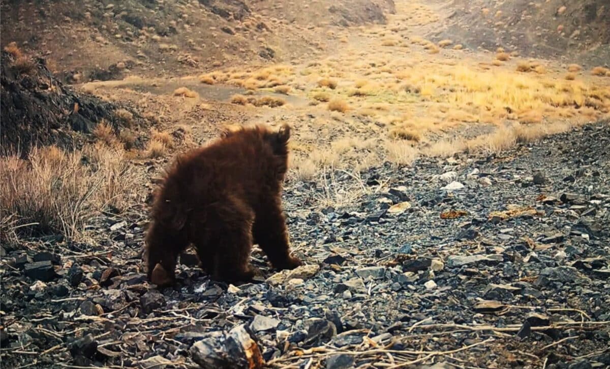 Long Believed Lost, The World’s Rarest Bear Reemerges