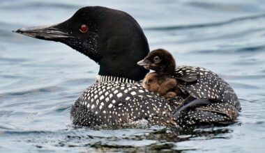 More loons are filling Maine's lakes with their ghost-like calls