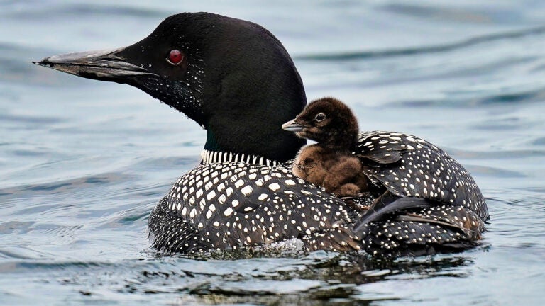 More loons are filling Maine's lakes with their ghost-like calls