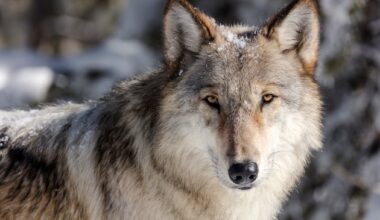 Are wolves still protected by the Endangered Species Act? – Deseret News