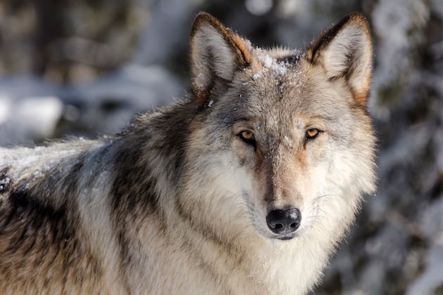 Are wolves still protected by the Endangered Species Act? – Deseret News