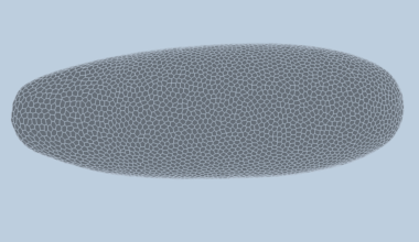 Deep-learning model predicts how fruit flies form, cell by cell | MIT News