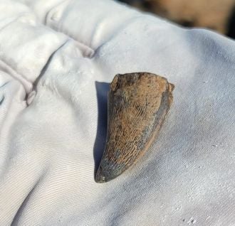 Mosasaur tooth found in Hell Creek