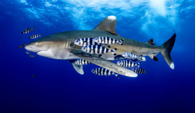 Oceanic whitetip sharks just received the highest of protections offered by the Convention on International Trade in Endangered Species of Wild Fauna and Flora. All international trade of the species is now strictly prohibited. Credit: Renata Romeo