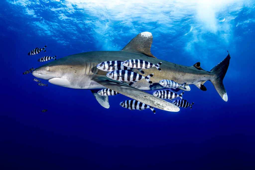 Oceanic whitetip sharks just received the highest of protections offered by the Convention on International Trade in Endangered Species of Wild Fauna and Flora. All international trade of the species is now strictly prohibited. Credit: Renata Romeo