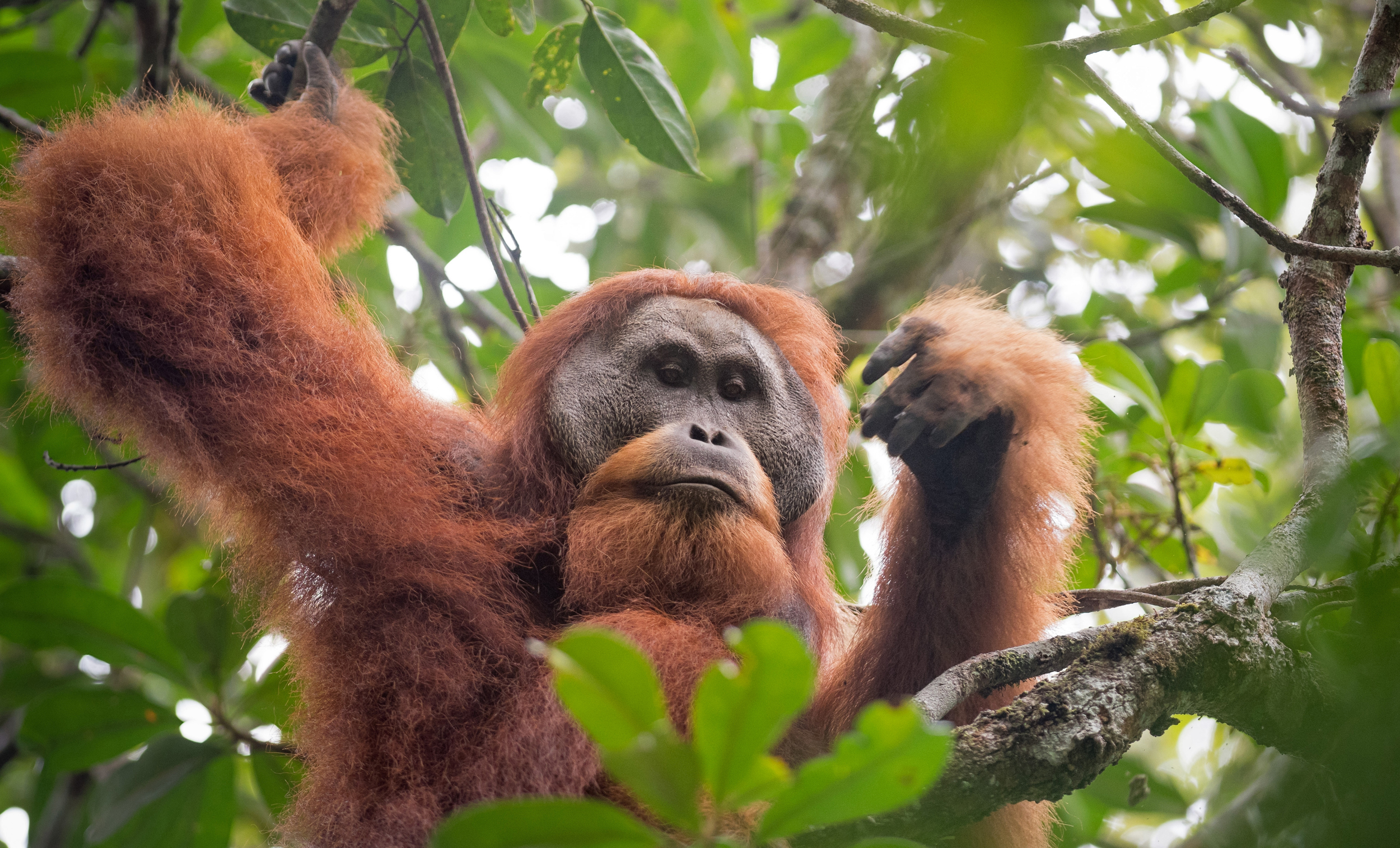 The Tapanuli orangutan is threatened by a Chinese-built hydroelectric dam in North Sumatra, Indonesia. Credit: Yayasan Ekosistem Lestari and Sumatran Orangutan Conservation Programme