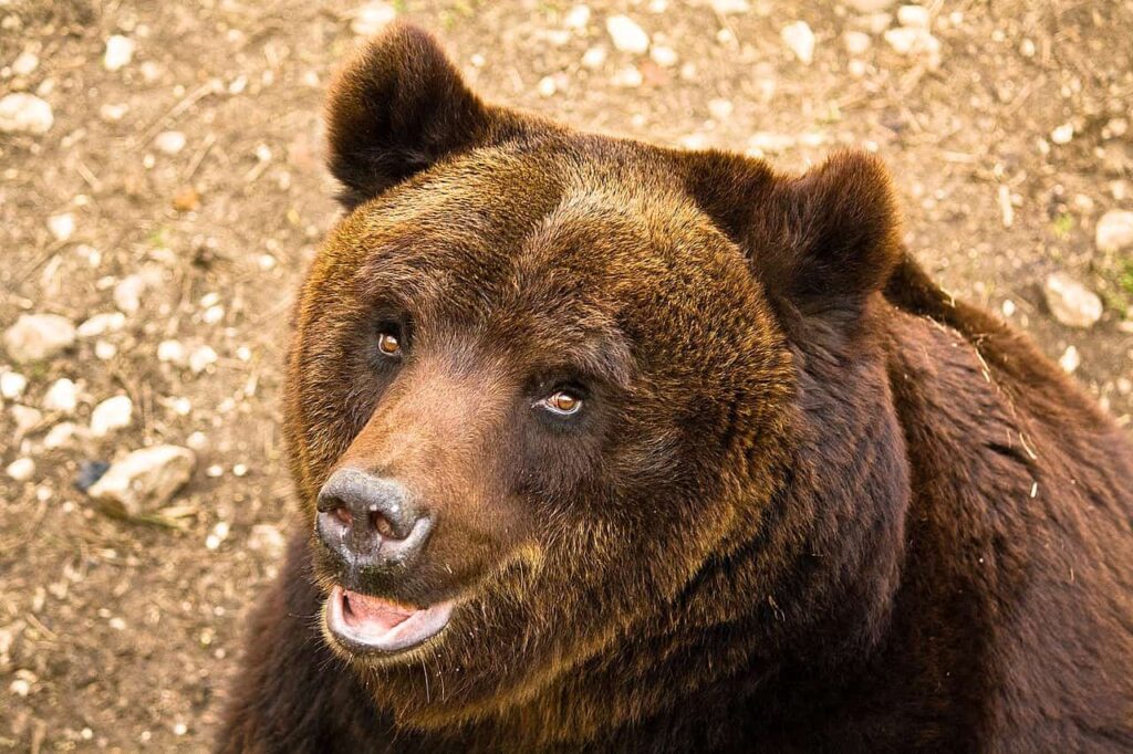 Apennine bear