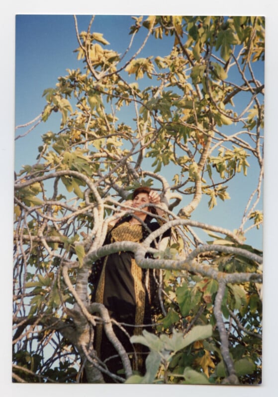 A person wearing a long, dark, gold-embroidered garment stands among the twisted branches and green leaves of a tree, looking outward. The sky is clear and blue in the background.
