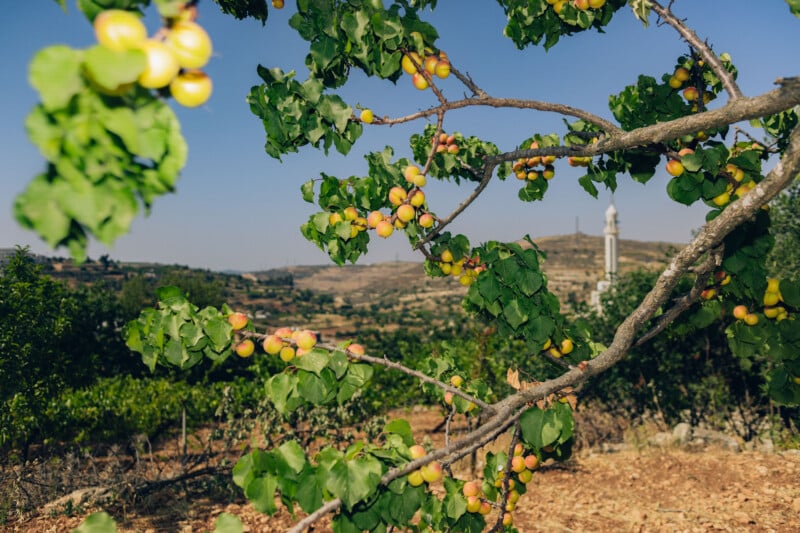 A fruit tree with clusters of yellow apricots grows in a rural landscape, with hills, fields, and a distant white tower visible under a clear blue sky.