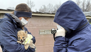 Two zoo staffers hold a tiny cheetah cub
