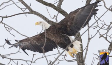 Central Pa. wildlife center rehabilitated 7 bald eagles, most suffering from lead poisoning