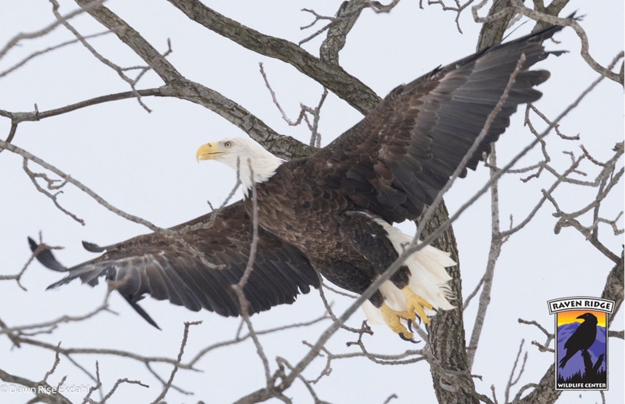 Central Pa. wildlife center rehabilitated 7 bald eagles, most suffering from lead poisoning