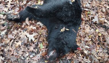 LDWF offering reward up to $3,500 after illegal killing of Louisiana black bear