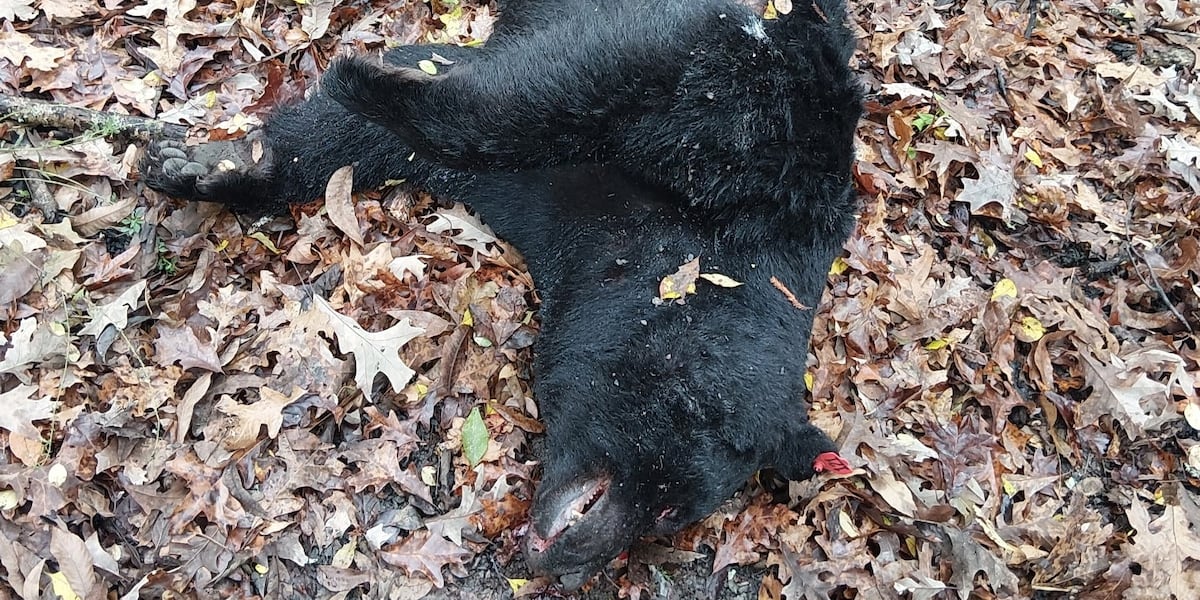 LDWF offering reward up to $3,500 after illegal killing of Louisiana black bear