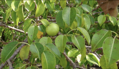 Tree shade program brings 1,000 new trees to Coachella Valley this month