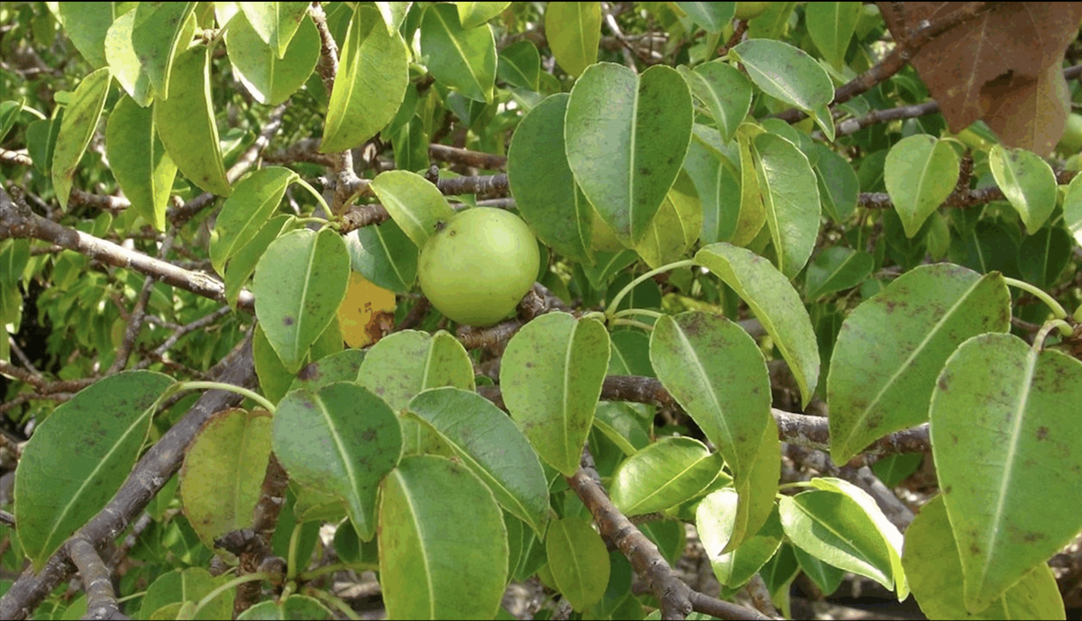 Tree shade program brings 1,000 new trees to Coachella Valley this month