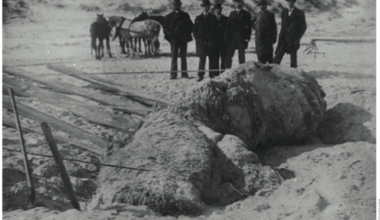 Globsters: the strange 'beasts' found on beaches